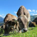 cows-cow-203460_640