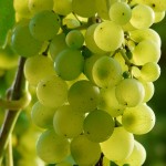 grapes-9218_640
